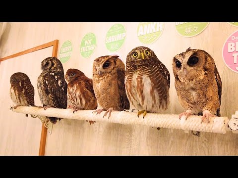 Видео: Посетил самое большое кафе совы в Японии, Токио Акихабара | Акиба Фукуроу