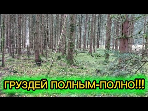 Видео: ЛЕС ПОЛОН ЧЕРНЫХ ГРУЗДЕЙ!!!