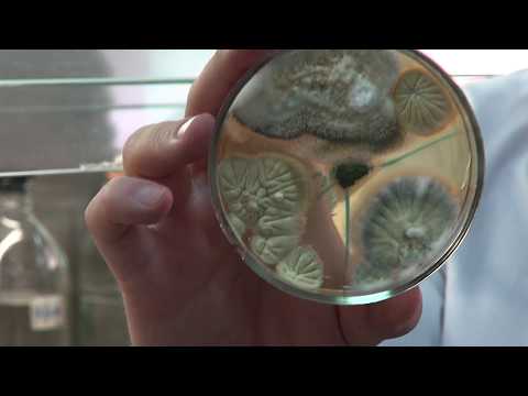 Видео: ТРИХОДЕРМА И МЕТАРИЗИУМ || Взаимодействие грибов. Результаты лабораторного опыта.