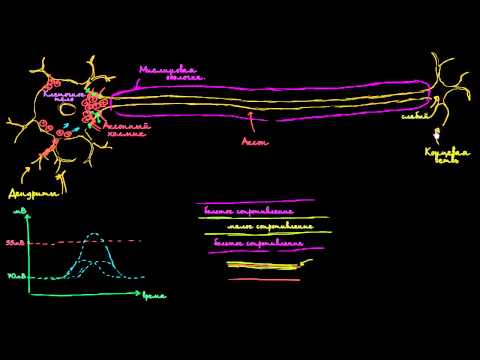 Видео: Скачкообразная проводимость в нейронах