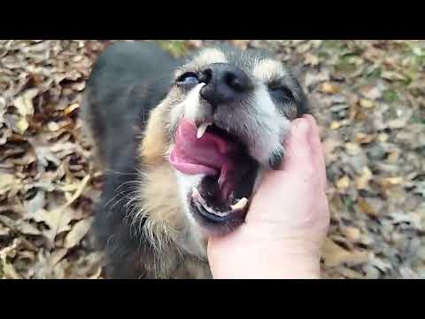 Видео: Мій пес 🐶 знає,як не заблукати в лісі,мітить кожне дерево 