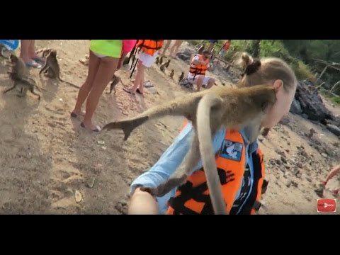 Видео: Vlog: Меня покусала обезьяна. Остров диких обезьян. Таиланд, Паттайя