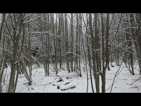 Видео: 14.11.2024 охота с руской гончей, трудовой степашка