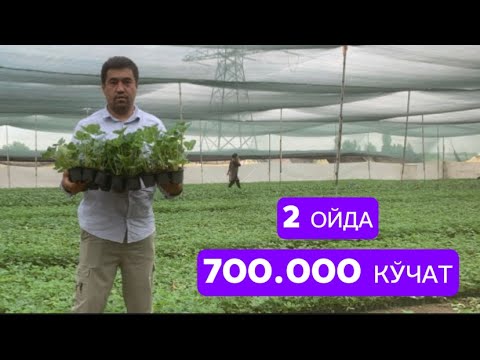 Видео: Кўчат олишда нималарга эьтибор бериш зарур! Барчани қизиқтирган савол #agro ##qulupnay #issiqxona