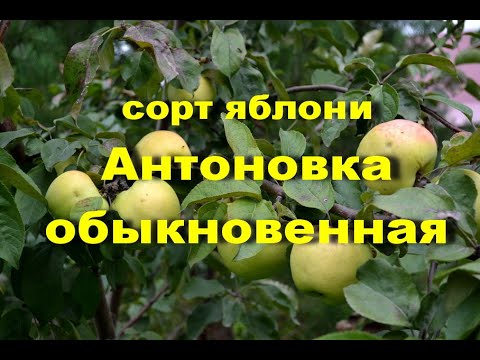 Видео: Сорт яблони Антоновка обыкновенная