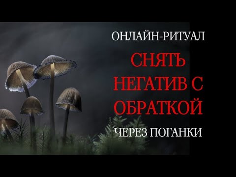 Видео: 🍄‍🟫ВЕРНУТЬ НЕГАТИВ ТЕМ, КТО ПАКОСТИТ (ЧЕРЕЗ ПОГАНКИ) l МОЩНЫЙ РИТУАЛ-ЧИСТКА🍄‍🟫