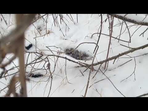 Видео: Снова охота на зайца.Удачное завершение сезона первого снега.
