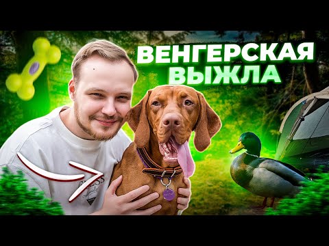 Видео: ВЕНГЕРСКАЯ ВЫЖЛА | ЛИЧНЫЙ ОПЫТ ВЛАДЕНИЯ | ТАК ЛИ ХОРОША ЭТА ПОРОДА В ОХОТЕ?