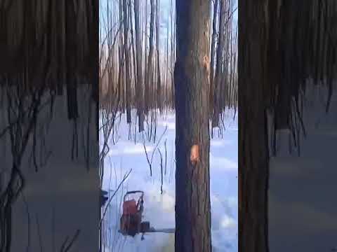 Видео: Валка Уралом в одиночку