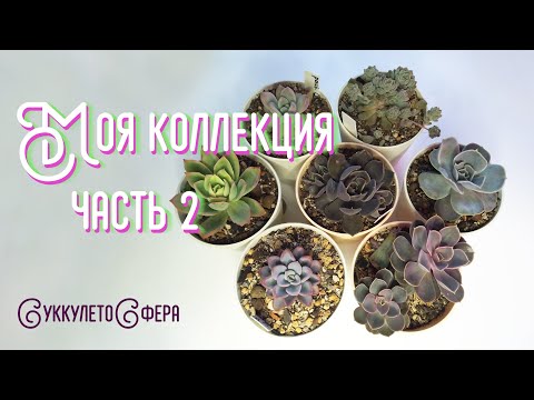 Видео: Знакомство с коллекцией(часть 2)