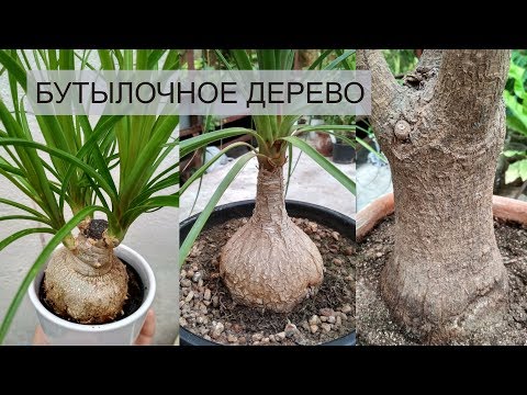 Видео: НОЛИНА (БОКАРНЕЯ) УХОД В ДОМАШНИХ УСЛОВИЯХ 🌱 БУТЫЛОЧНОЕ ДЕРЕВО