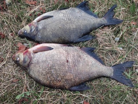 Видео: Западная Двина.Daugava.