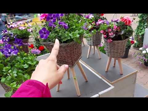 Видео: Цветочный магазин в  Голландии! 🌺🌺🌺👍👍👍