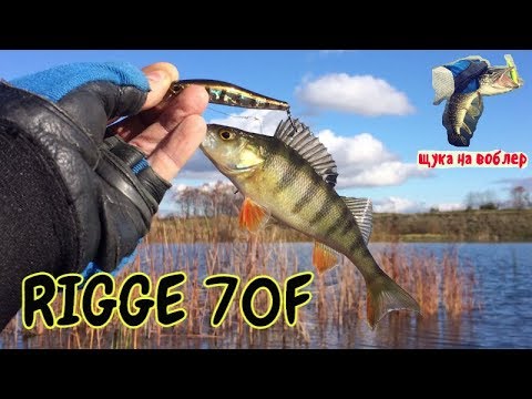 Видео: Как ловить на ZipBaits Rigge 70F щуку и окуня / Рыбалка на щуку осенью /ловля щуки весной