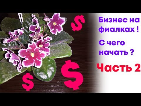 Видео: Бизнес на фиалках! Какие сорта фиалок разводить? Часть 2.