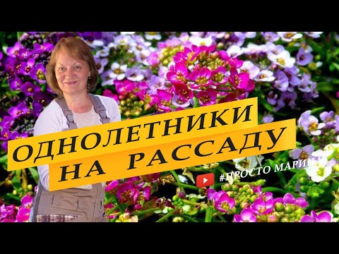 Видео: Посев однолетников на рассаду. Бархатцы, астры, цинерария, кохия.