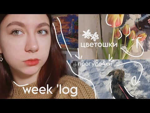 Видео: week 'log: вязание, груминг, выход в люди