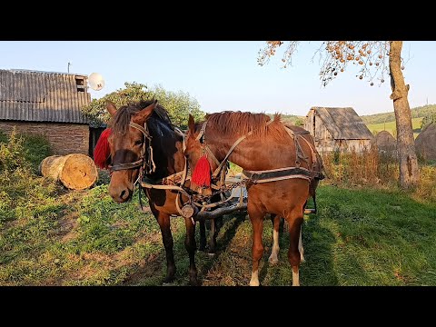 Видео: 🚨МОЛОДІ КОБИЛИ НА ПРОДАЖ💪ГАРНА ПРОБА🔥💵📞☎️💵