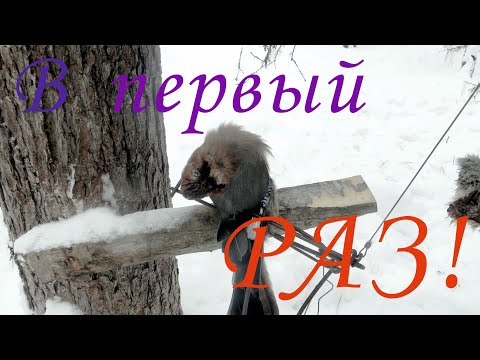 Видео: Проверка путика, первая декада февраля, капканы стоят, привада не тронута соболь залёг, тайга мертва