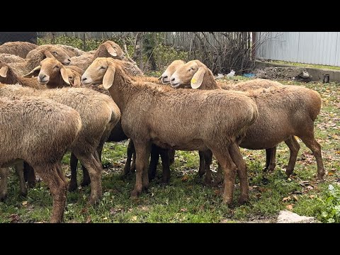 Видео: ТҰСАҚТАР САТЫЛАДЫ +77788294888