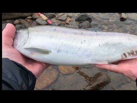 Видео: Рыбалка на реке Максимовка Приморский край. Горбуша на спиннинг.