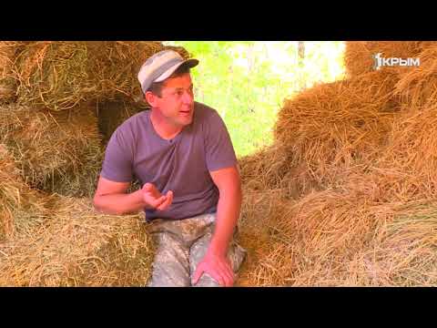 Видео: Деревенское счастье Рэма и его лошадей