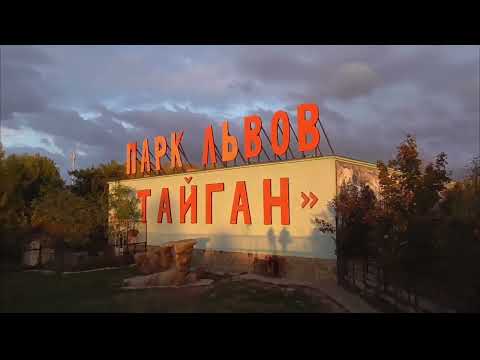 Видео: Чук вызывает на бой Гирея! Парк львов Тайган ❤️ 