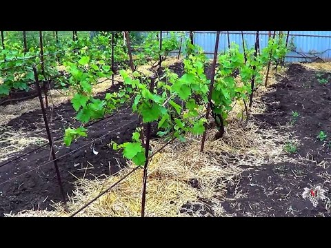 Видео: МУЛЬЧИРОВАТЬ или НЕ МУЛЬЧИРОВАТЬ Виноградник?