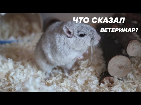 Видео: ЧТО СКАЗАЛ РОДЕНТОЛОГ? | СЭЙНИ ПРИБОЛЕЛ | Aoi Inko