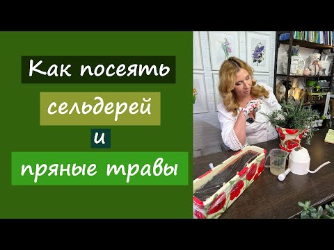 Видео: Как посеять сельдерей и пряные травы