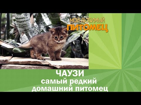 Видео: Одна из самых дорогих кошек в мире - ЧАУЗИ