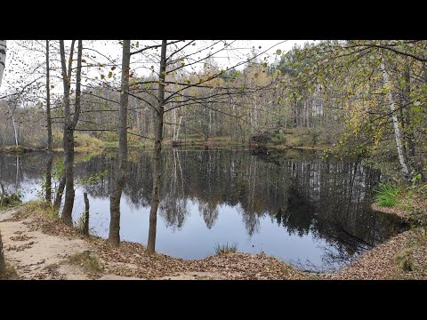 Видео: прогулка в лесу, Борский район 17 10 24