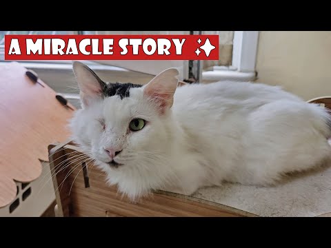 Видео: Кошка, почувствовавшая, что её хозяйка вернулась к жизни после болезни