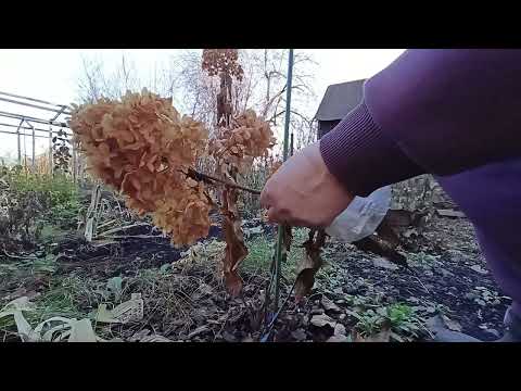 Видео: Короткая обрезка метельчатой гортензии осенью.На видео сорт Литл Хотти.