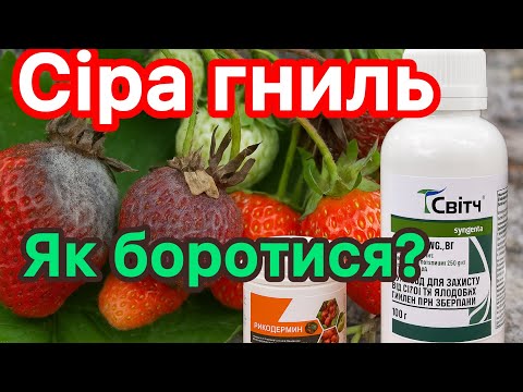 Видео: Сіра гниль після дощу: як зупинити?