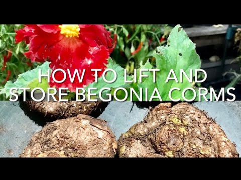 Видео: Как выкапывать и хранить бегонии, как хранить бегонию зимой