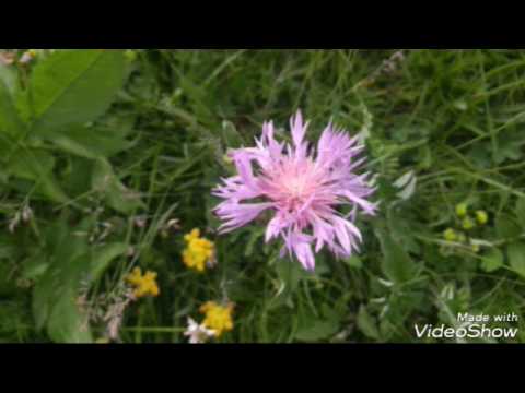 Видео: Лезги мани ( Ийер руш)