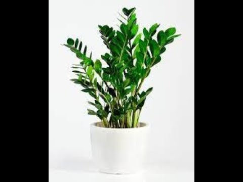 Видео: Заміокулькас з листочка. Висновки