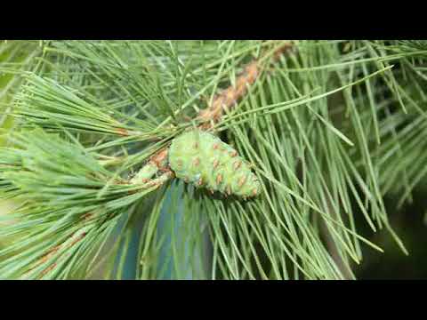 Видео: Ошо - Вечерние медитации,  02. Скажи Да, озвучивает Nikosho.