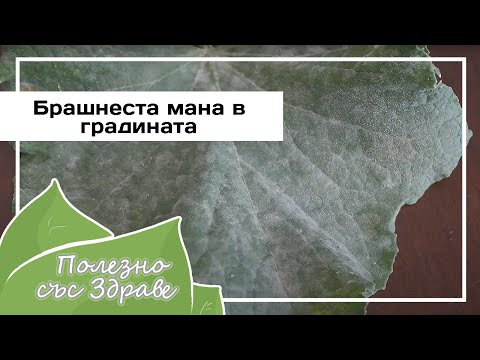 Видео: Как избавиться от мучнистой росы в саду?