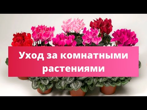 Видео: Ваш ЦИКЛАМЕН будет цвести ЯРКО и ПЫШНО! Подкормка комнатных растений и тонкости посадки