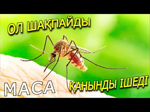 Видео: МАСАЛАРДЫҢ ӨМІРІМІЗГЕ ӘСЕРІ ҚАНДАЙ?