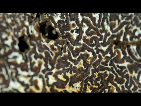 Видео: Трюфелиная охота в Италии