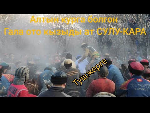 Видео: Алтын кур Кара- Кой гала талдардын ичинде кызыды