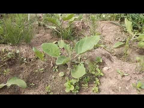 Видео: Как выращивали растения наши предки ( Традиционная технология )