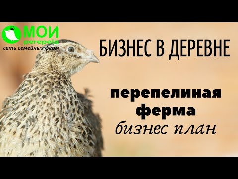 Видео: Бизнес в деревне. Перепелиная ферма. Бизнес план. МОИ перепела