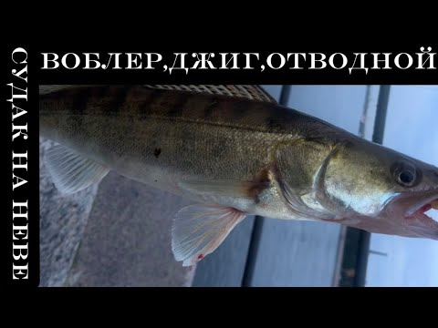 Видео: Рыбалка на Неве!Судак,окунь!УЧИМ ловить судака🎣😅😂Новые точки.#рыбалка #нева #стритфишинг