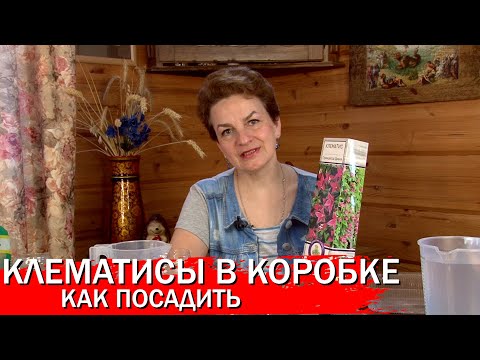 Видео: Клематисы в коробке как посадить