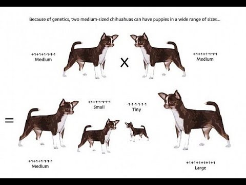 Видео: Скрещивание ЧИХУАХУА МИНИ и стандартного ЧИХУА / питомник чихуахуа Мари Мистик/ Марина Белкина