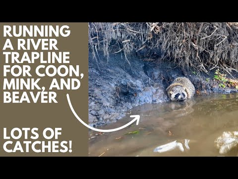 Видео: Провожу речную ловушку для енота, норки, бобра и ондатры! (Бобры постоянно засоряли мои установки)